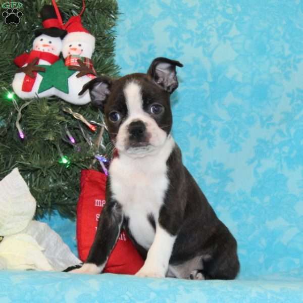 Cardinal, Boston Terrier Puppy